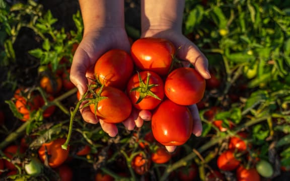 Wattie's tomato harvest 2022