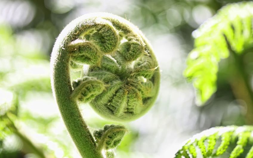 young fern frond