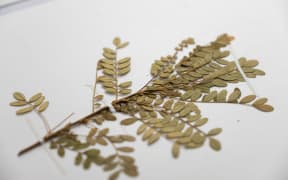 Te Papa's Toromiro specimen close-up,