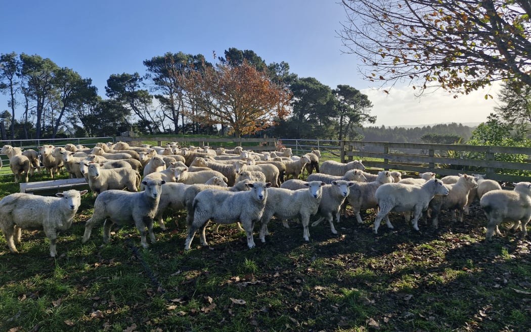 Sheep in a paddock