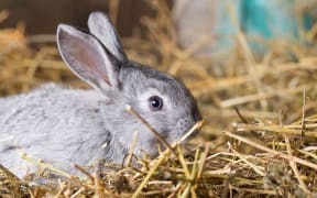 Rabbit on dry straw