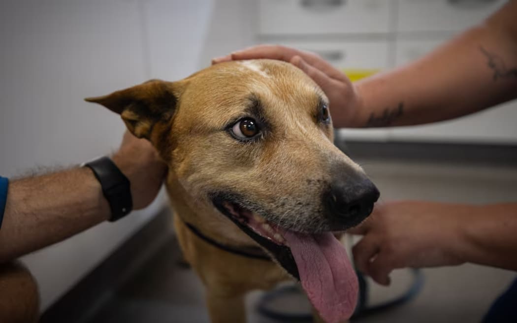 Banjo the dog, during a pre-cyclone visit to Animal Emergency Service Tanawha.
