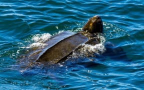 Critically endangered leatherback sea turtles are back in the bay.