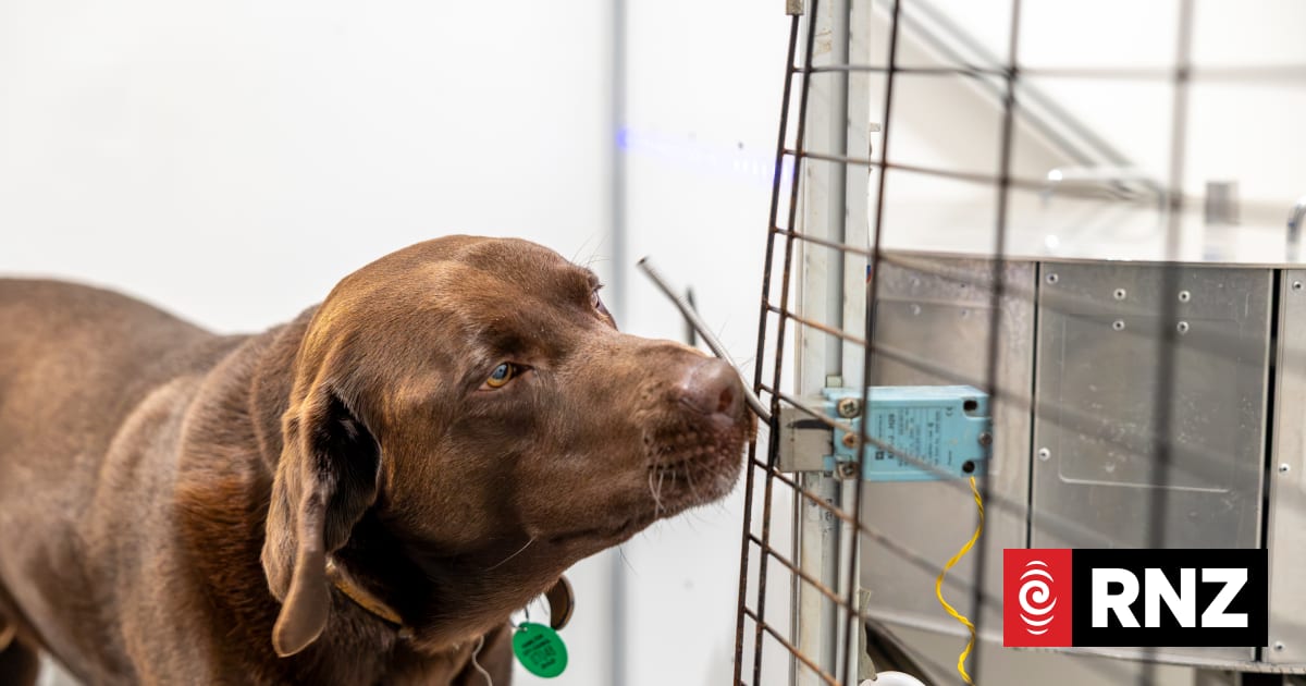 Dogs learning to sniff out diseases from urine samples