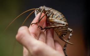 Mahoenui giant wētā come in two colour morphs - dark brown and a speckled gold.