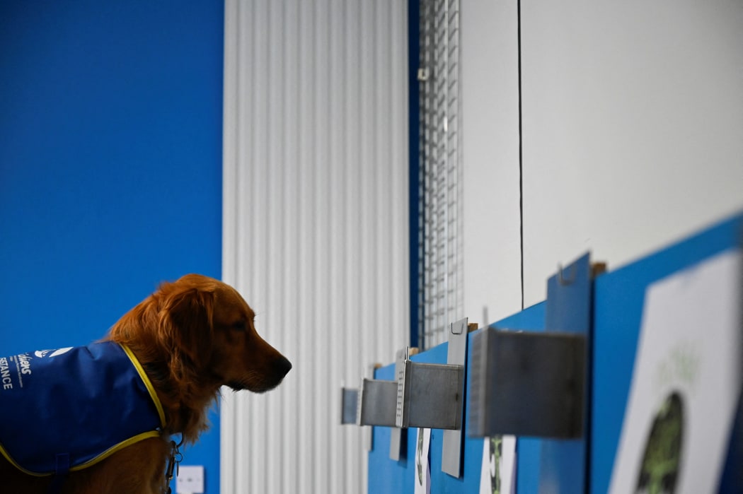 Pokaa, a COVID-19 detector dog, smells a testing box at La Roselière EHPAD (Housing Establishment for Dependant Elderly People) in Kunheim, eastern France, on August 2, 2021.SEBASTIEN BOZON / AFP)