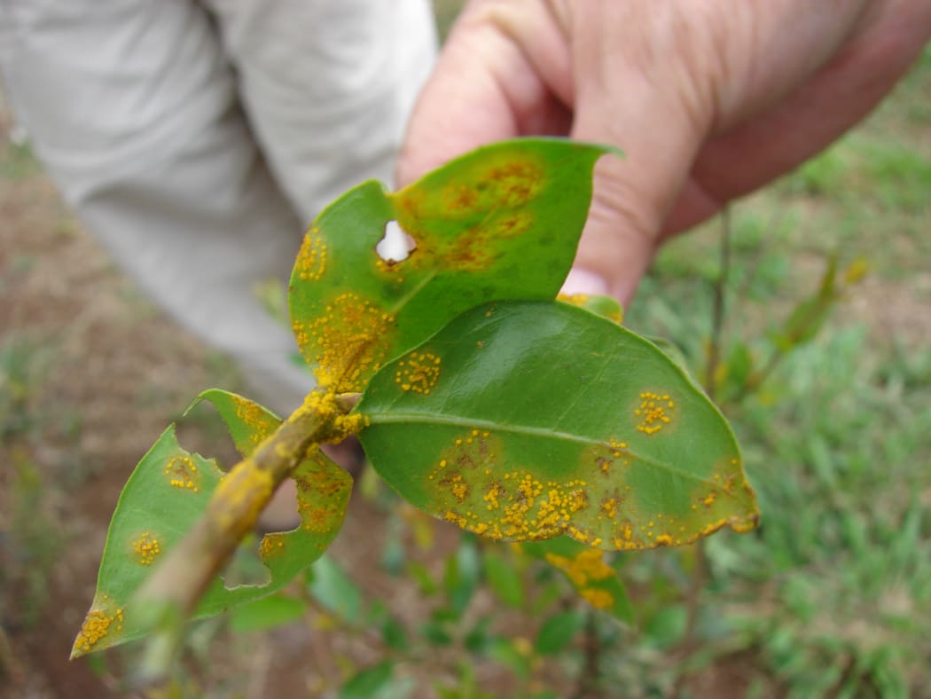 Common myrtle leaves infected with myrtle rust, on Maui, Hawaii.