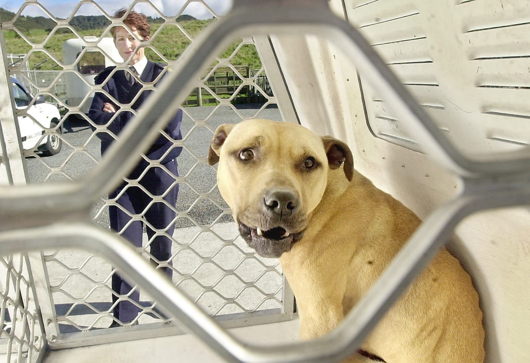 Animal control officer Christine Sanderson with a pitbull cross picked up wandering in Glenholme School's grounds. The district pound has been inundated with unwanted and roaming dogs over the last week.