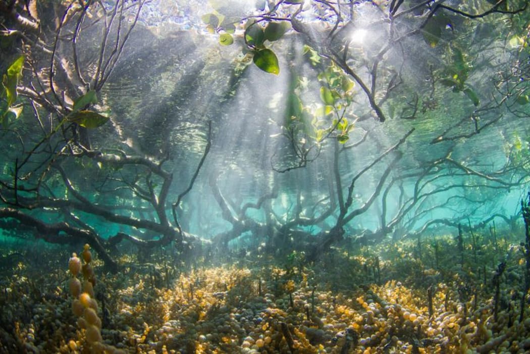 Mangroves pictured from under water