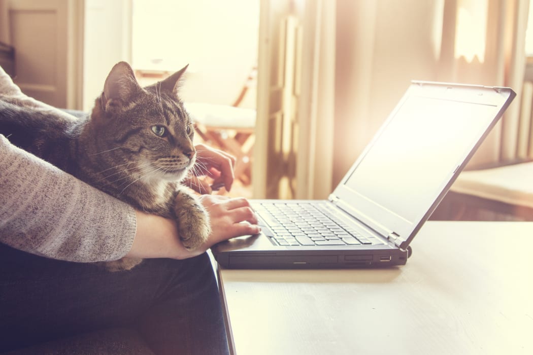 Remote working from home with laptop, and pet cat.