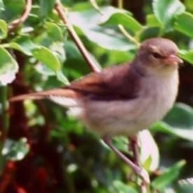 Photo for Chatham Island warbler