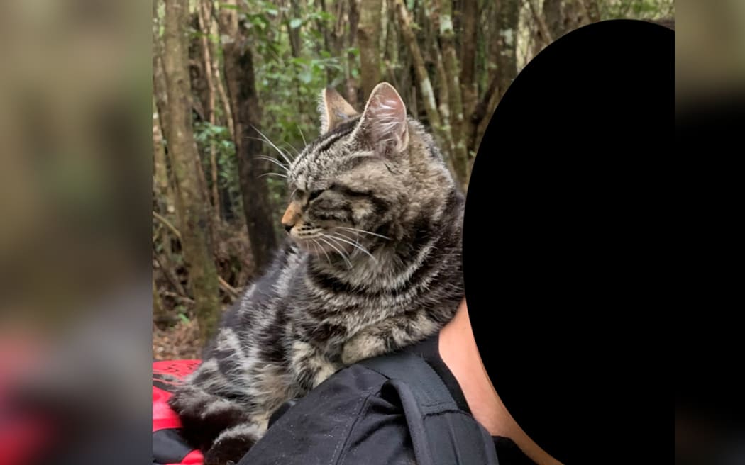Department of Conservation staff found Aucklanders carrying pet cats up Mt Taranaki in backpacks.