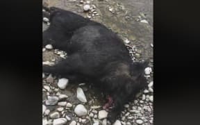 A dead pig dumped in Rocky Gully River, near Albury.