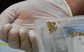 Cannabis seeds being assessed in a laboratory.