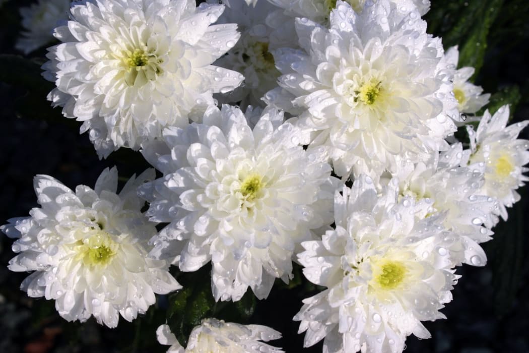 White Chrysanthemums