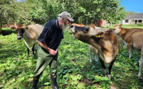 Cliff has a herd of 30 Jersey cows