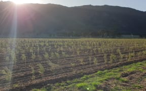 Tairāwhiti Pharmaceuticals planted 200,000 mānuka trees in late 2019, some of which encroached on Te Whare Wetlands.