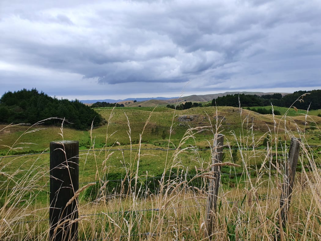 A green tinge to pasture in the Tararua district, east of Palmerston North