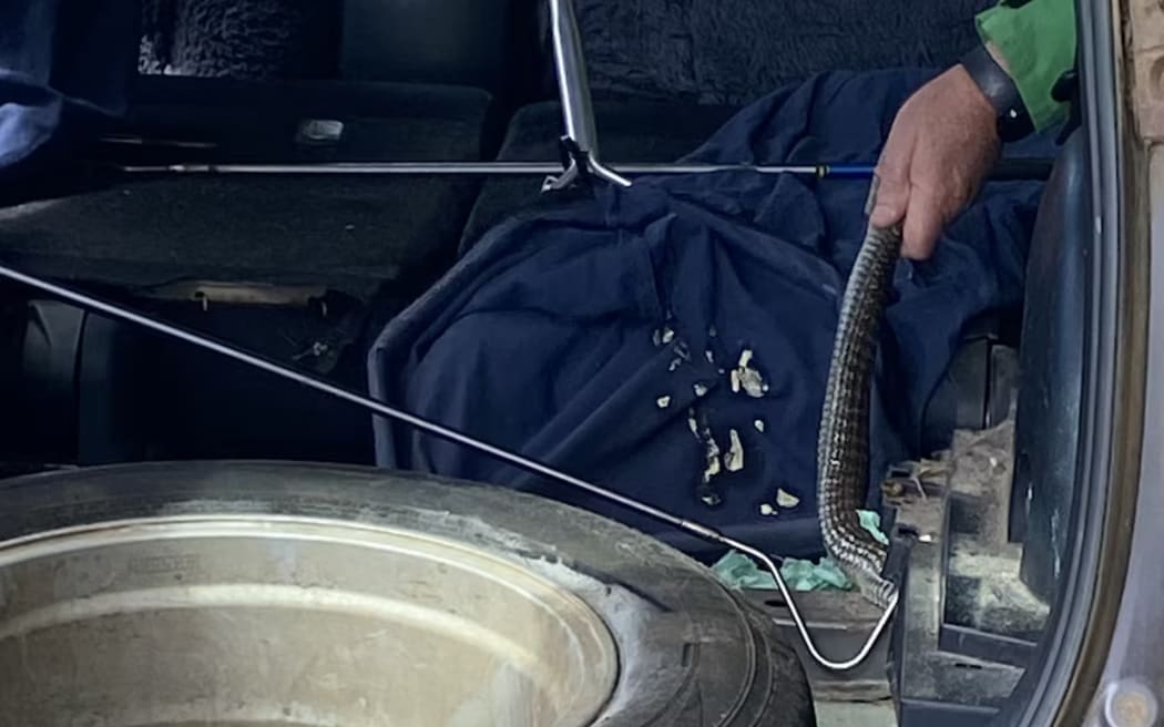 The VRA members had to search the vehicle, and dismantle parts of it, to find the snake