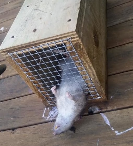 The Victor is useful though some of the bigger rats don’t realise they’re dead until sometime after they leave.
