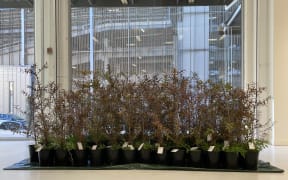 Kauri saplings at Allpress