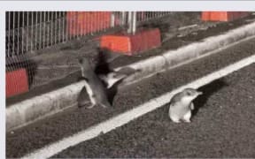Kororā or little blue penguins, have been stopped from getting to nesting sites at Shelly Bay.