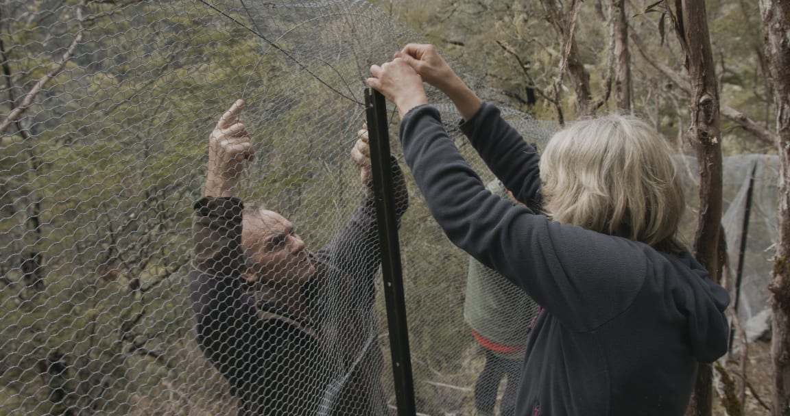 Alec Milne and Nina Visker build predator exclusion fence, Cobb Valley, Upper Takaka