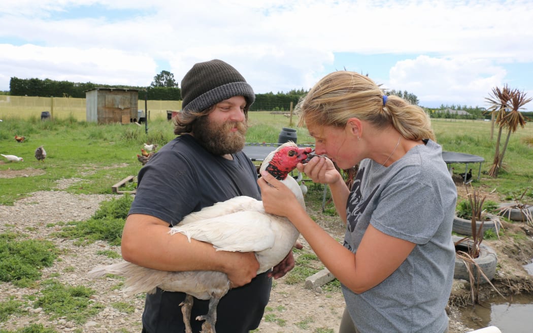 North Canterbury Chicken Rescue