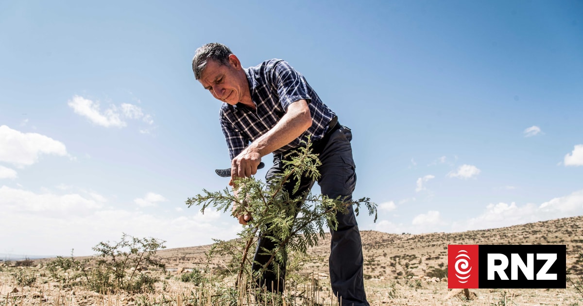 Scientist wins peace prize for farmer-managed natural regeneration work ...