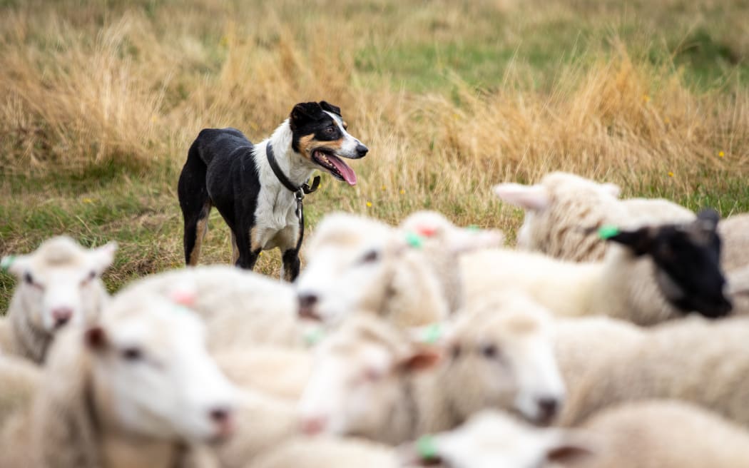 Farm dog