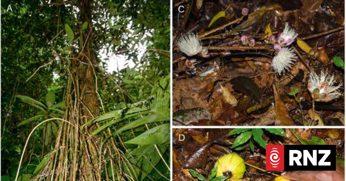 Scientists say new Manus tree species highlights urgent conservation ...