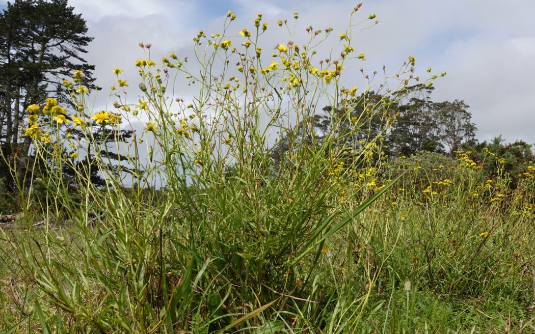 Madagascar ragwort grows up to 60cm tall and has yellow, daisy-like flowers.