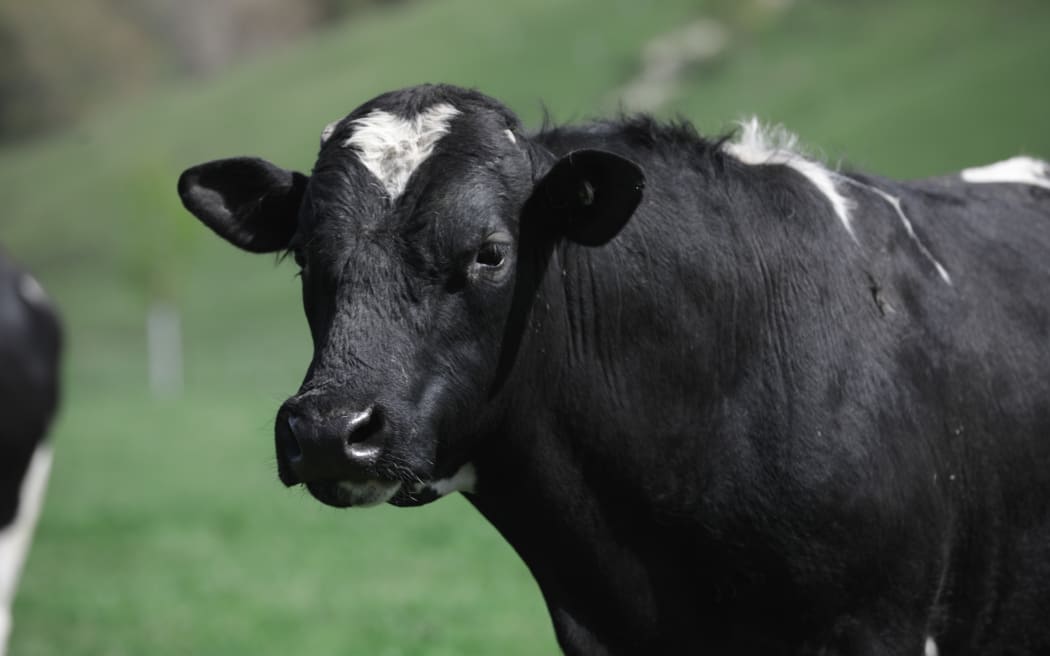 A cow in a field, representing traditional dairy farming.