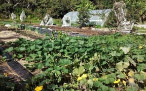 Okiwi Passion crops
