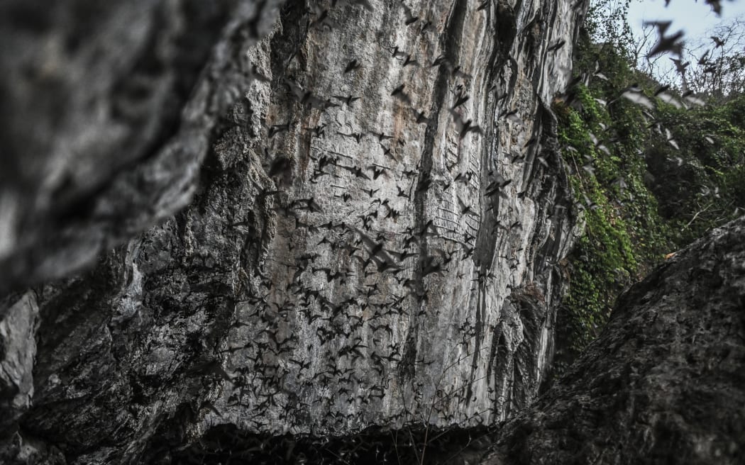 Bats fly out from Linno Gu cave in Hpa-An, Karen State on March 1, 2020.