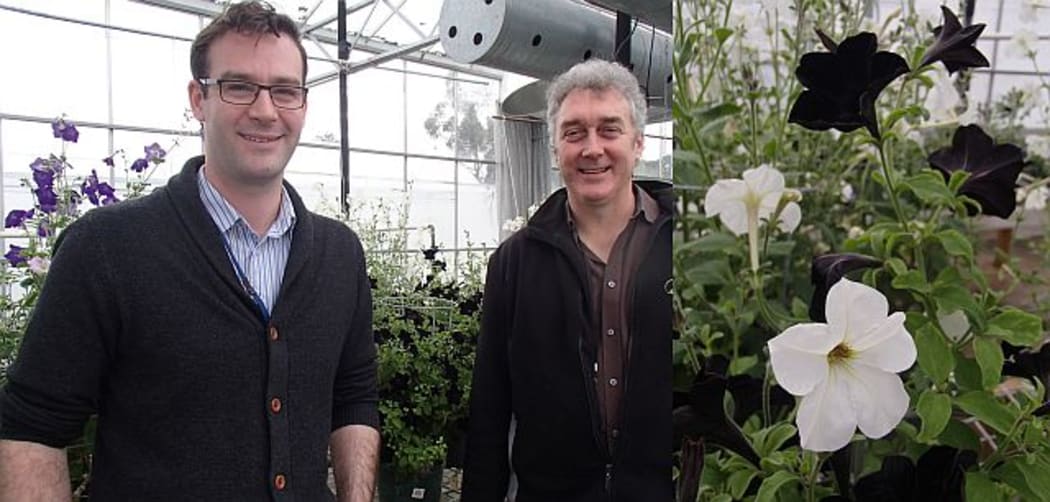 Plant biologists Nick Albert (left) and David Lewis (right) are interested in how plants such as petunias (pictured at right) use genes to turn pigment on and off.