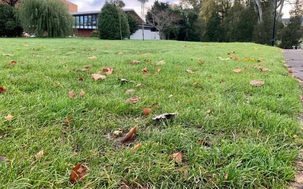 From lawn to luxury insect lodgings, this area of UC’s grounds is ready for conversion to a rewilding meadow as part of plans to increase campus biodiversity.