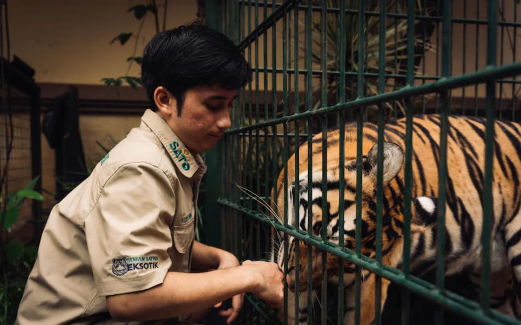 Ahmad says he stops playing with tiger cubs when they become too strong and dangerous.
