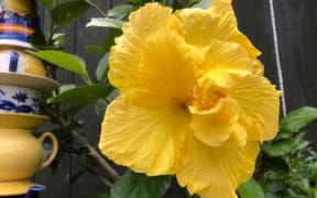 Hibiscus in the garden of Alexia Russell.