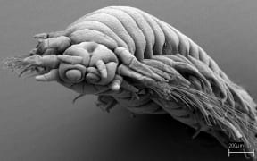 Freshwater Bristle Worm