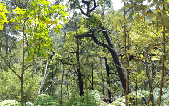 Abel Tasman native bush.
