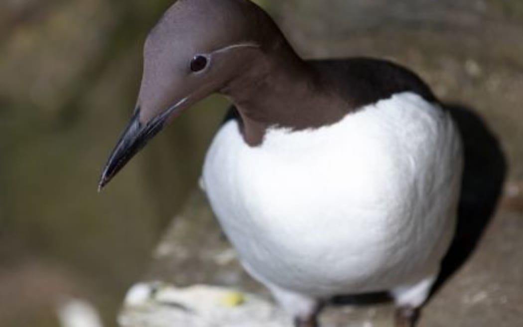 A common murre perched on a ledge at Alaska Maritime National Wildlife Refuge.