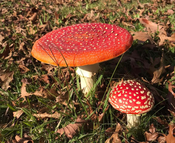 Mushroom