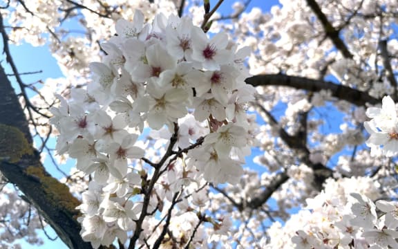 Blossoms in Alexandra
