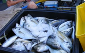 Poached fish in a chilly bin