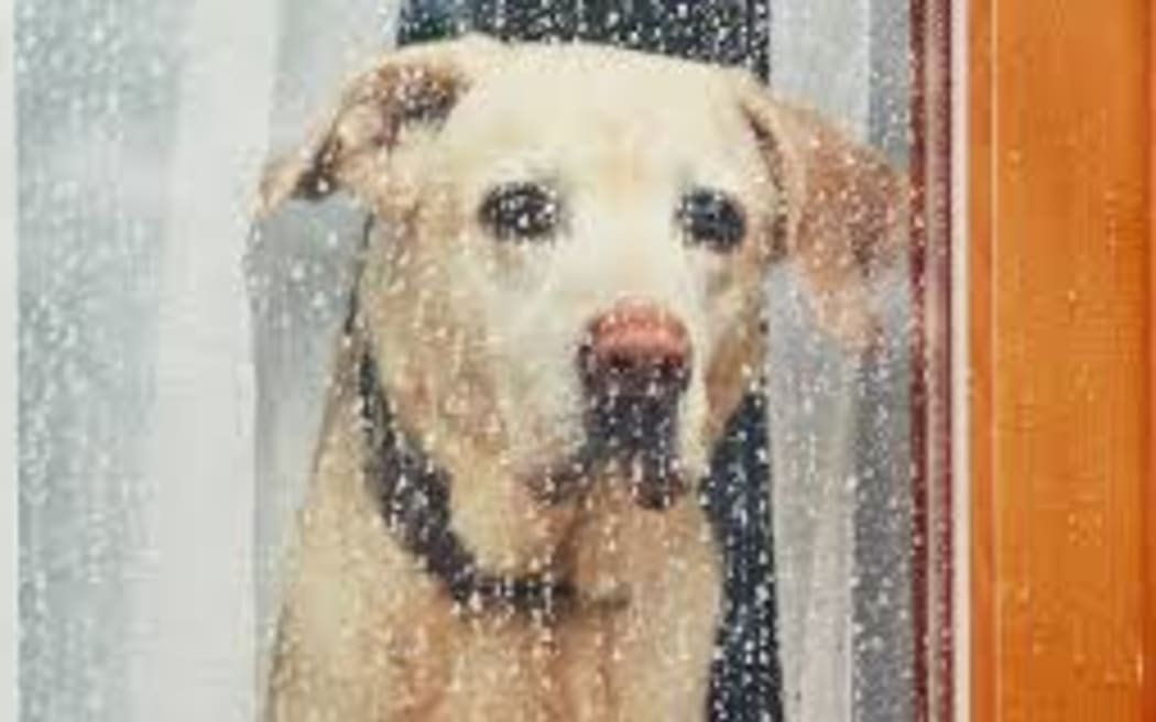 Dog looking out a rain covered window