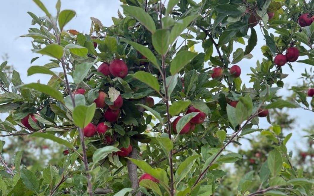 Fruit at Mr Apple's Meeanee Orchard near Napier is getting picked, packed and shipped off, as the apple export season begins.