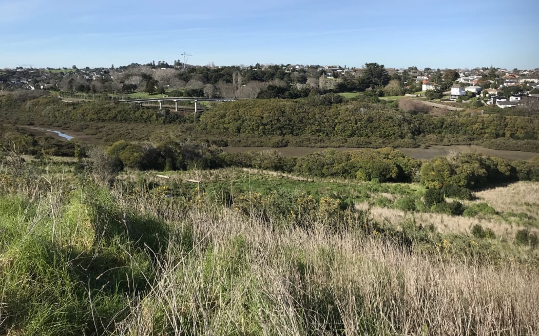An overview photo of the experimental planting site looking down the hill to Pourewa Creek. You can faintly see blocks of planting.