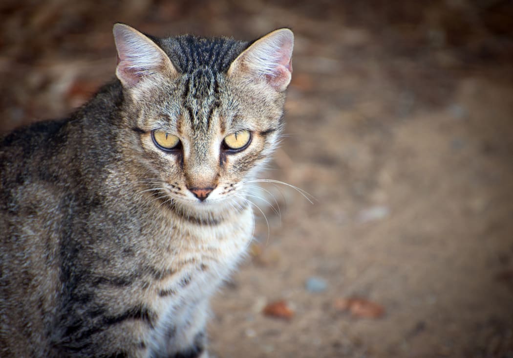 feral cat