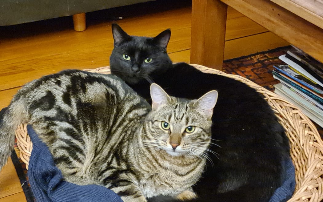 Spike and Droid looking pretty relaxed.